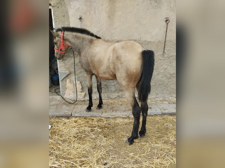 PRE Giumenta 4 Anni 160 cm Falbo in Mazarrulleque