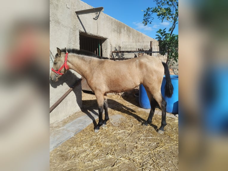 PRE Giumenta 4 Anni 160 cm Falbo in Mazarrulleque