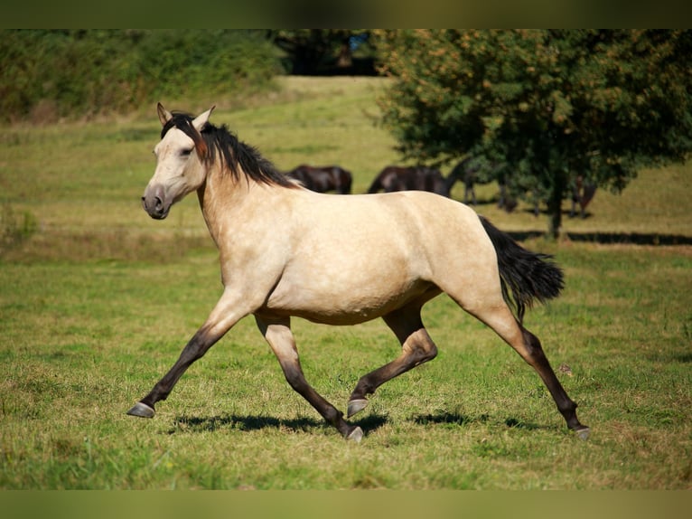 PRE Giumenta 4 Anni 160 cm Falbo in Caumont