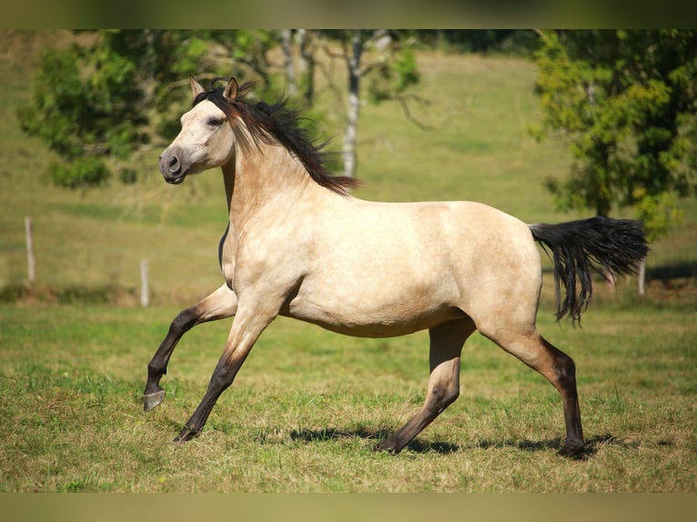 PRE Giumenta 4 Anni 160 cm Falbo in Caumont