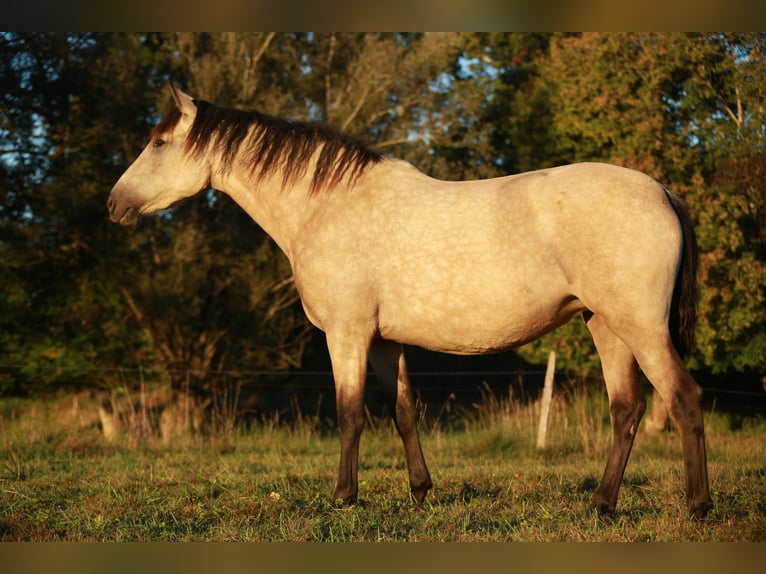 PRE Giumenta 4 Anni 160 cm Falbo in Caumont