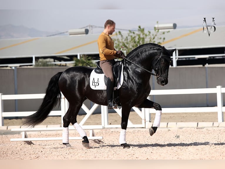 PRE Giumenta 4 Anni 160 cm Morello in La Vespière-Friardel