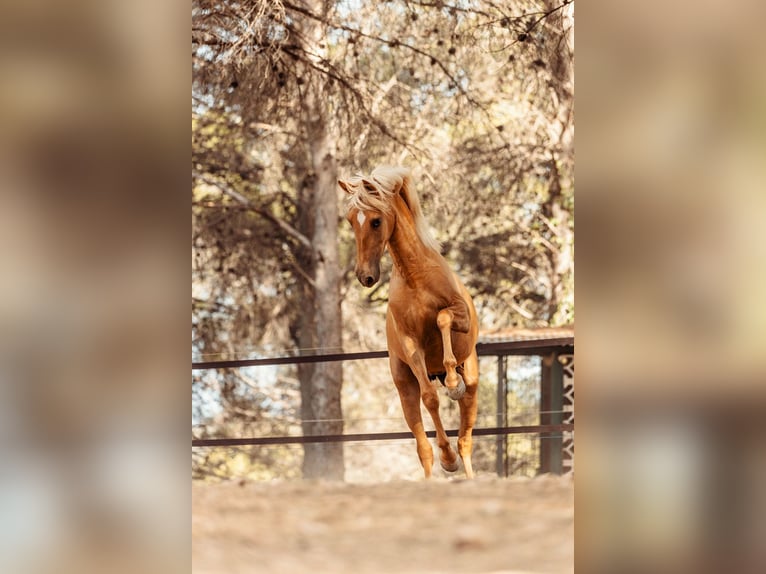 PRE Mix Giumenta 4 Anni 160 cm Palomino in Alcoi/Alcoy