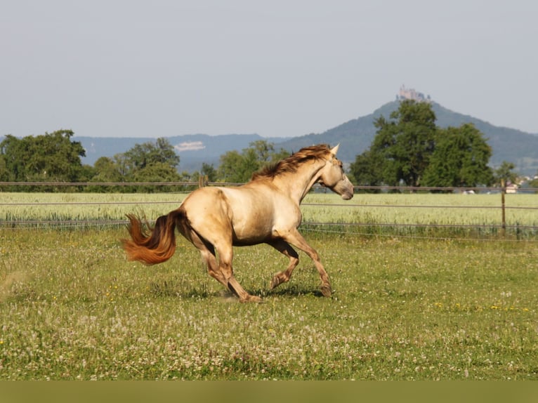 PRE Mix Giumenta 4 Anni 160 cm Pearl in Balingen