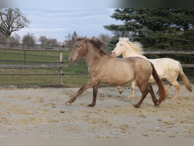 PRE Mix Giumenta 4 Anni 160 cm Pearl in Balingen