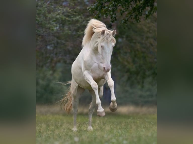 PRE Mix Giumenta 4 Anni 160 cm Perlino in Balingen