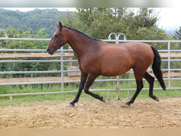 PRE Mix Giumenta 4 Anni 161 cm Baio in Brauweiler