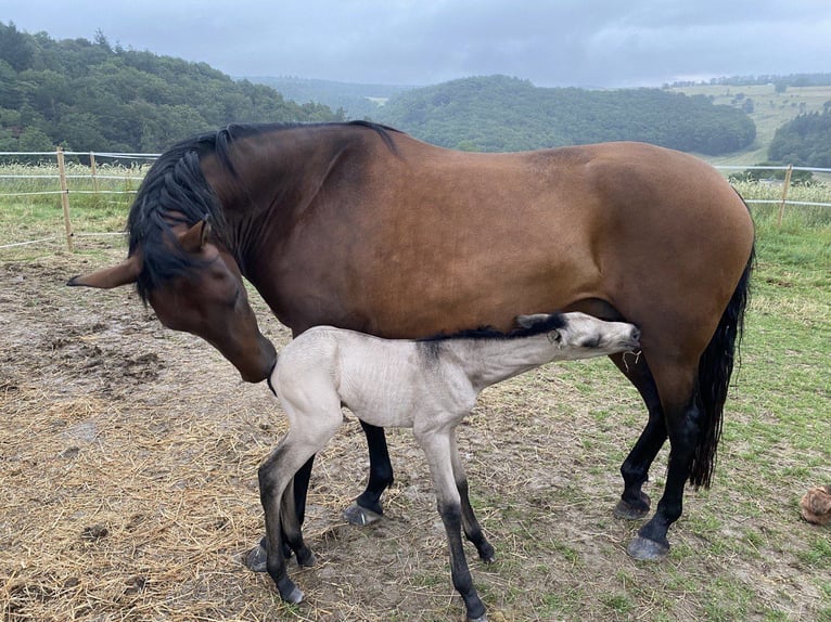 PRE Mix Giumenta 4 Anni 161 cm Baio in Brauweiler