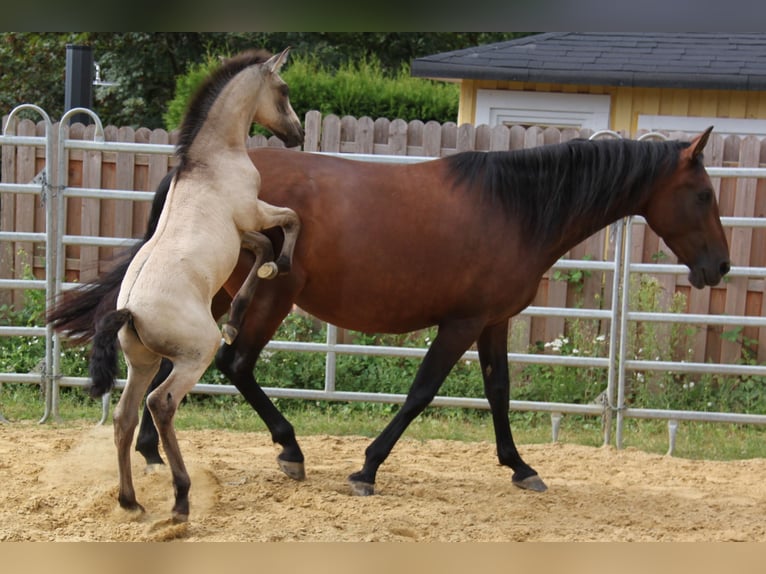 PRE Mix Giumenta 4 Anni 161 cm Baio in Brauweiler