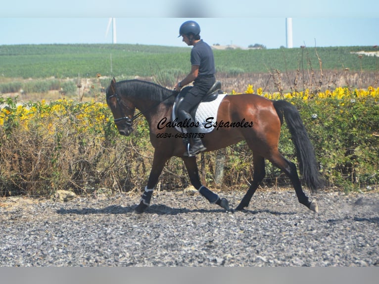 PRE Mix Giumenta 4 Anni 161 cm Baio in Vejer de la Frontera