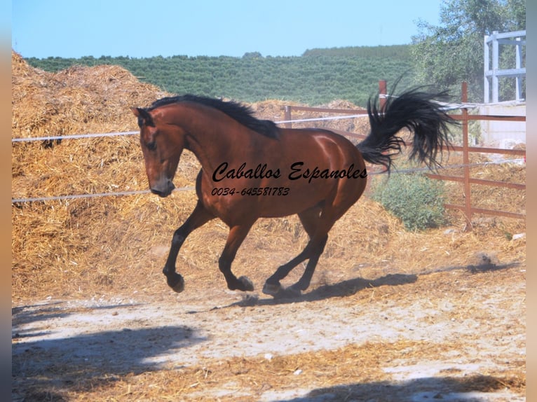 PRE Mix Giumenta 4 Anni 161 cm Baio in Vejer de la Frontera
