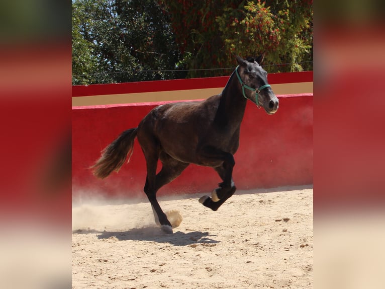 PRE Mix Giumenta 4 Anni 161 cm Grigio in Rafelguaraf