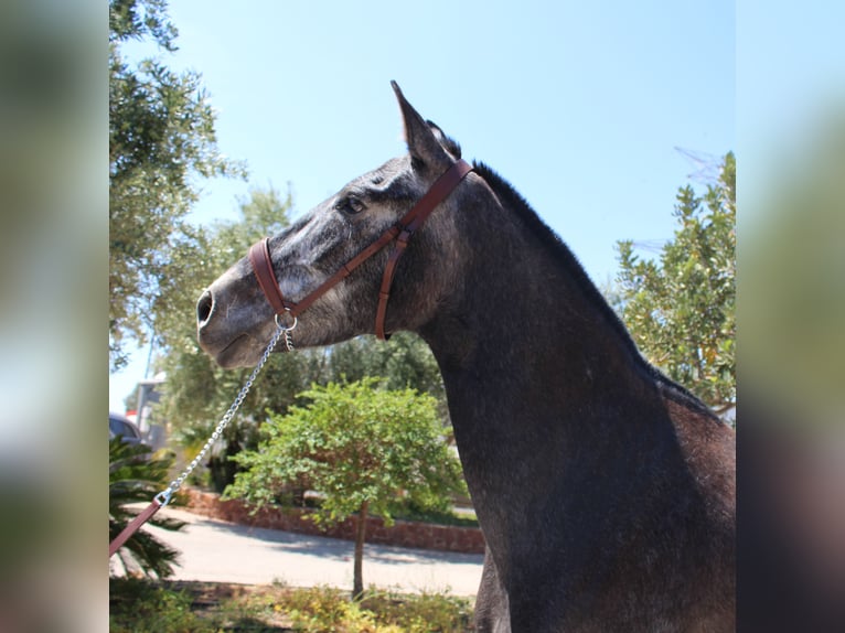 PRE Mix Giumenta 4 Anni 161 cm Grigio in Rafelguaraf