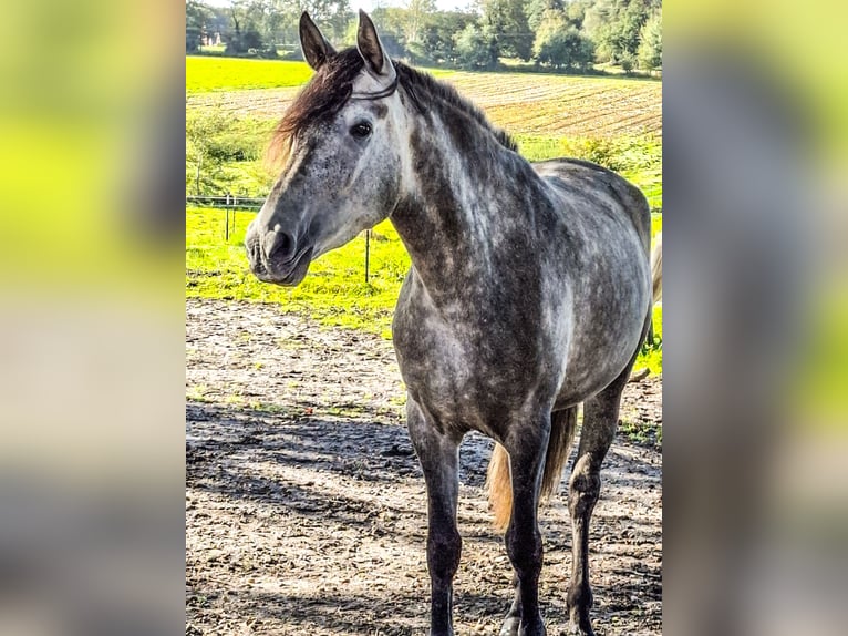PRE Giumenta 4 Anni 161 cm Grigio pezzato in H&#xFC;nxe