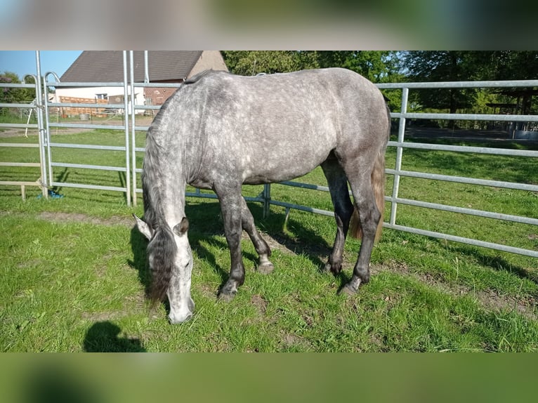 PRE Giumenta 4 Anni 161 cm Grigio pezzato in H&#xFC;nxe