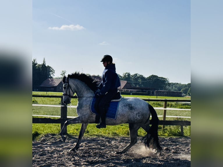 PRE Giumenta 4 Anni 161 cm Leardo in M&#xFC;nster
