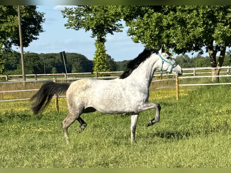 PRE Giumenta 4 Anni 161 cm Leardo in M&#xFC;nster