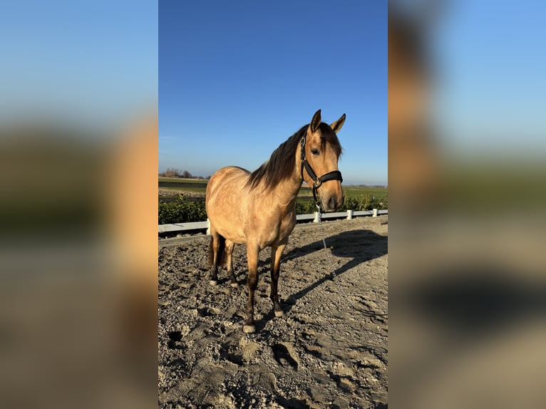 PRE Giumenta 4 Anni 161 cm Pelle di daino in Hartwerd