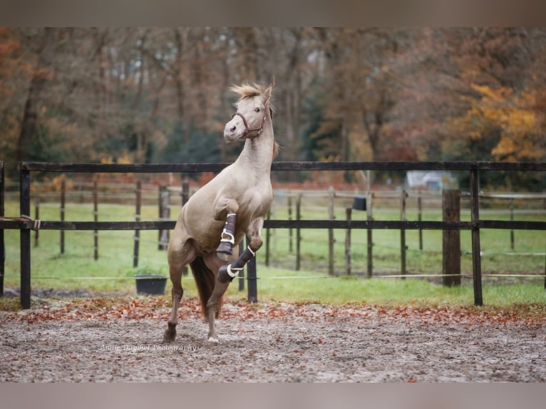 PRE Giumenta 4 Anni 161 cm Pelle di daino in Hartwerd