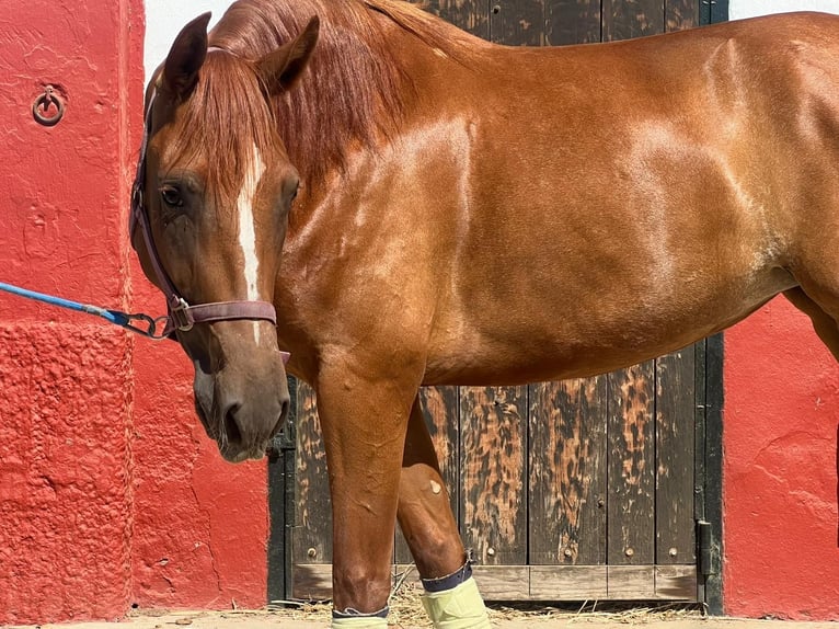 PRE Mix Giumenta 4 Anni 161 cm Sauro scuro in Sevilla