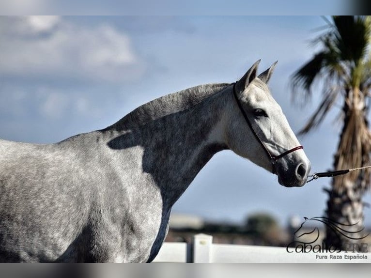 PRE Giumenta 4 Anni 162 cm Grigio in Barcelona