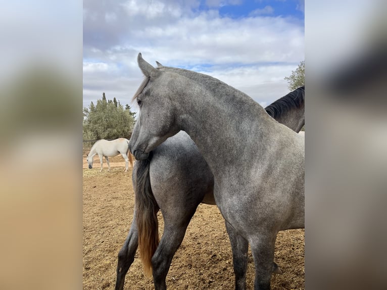 PRE Giumenta 4 Anni 162 cm Grigio in Rold&#xE1;n
