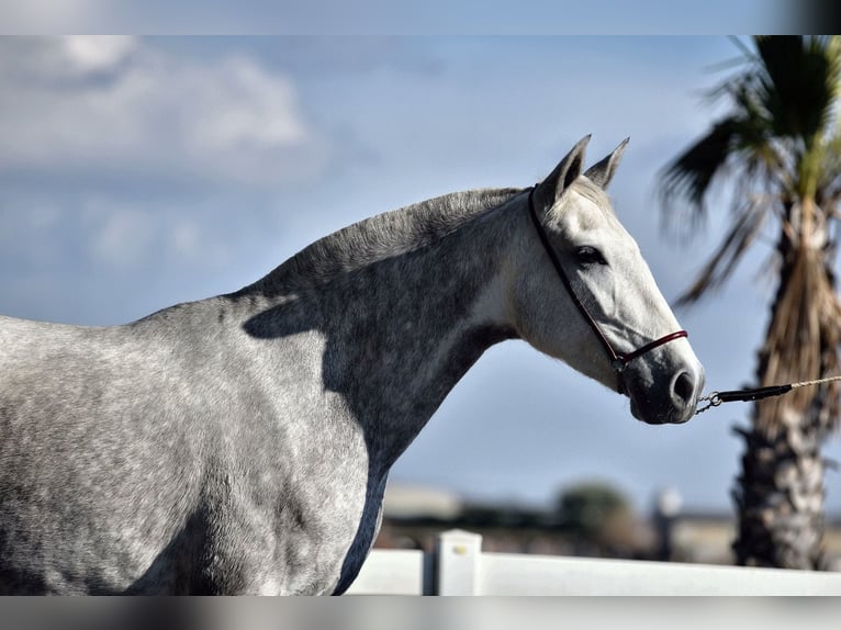 PRE Mix Giumenta 4 Anni 162 cm Grigio pezzato in Sentmenat