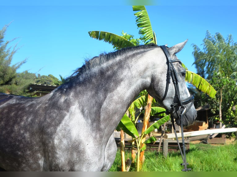 PRE Giumenta 4 Anni 162 cm Grigio pezzato in Vejer de la Frontera