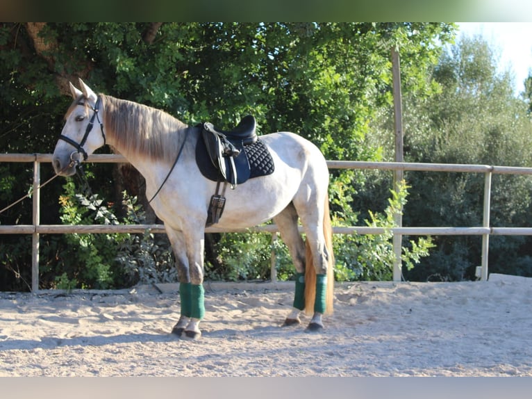 PRE Giumenta 4 Anni 162 cm Grigio in Felanitx