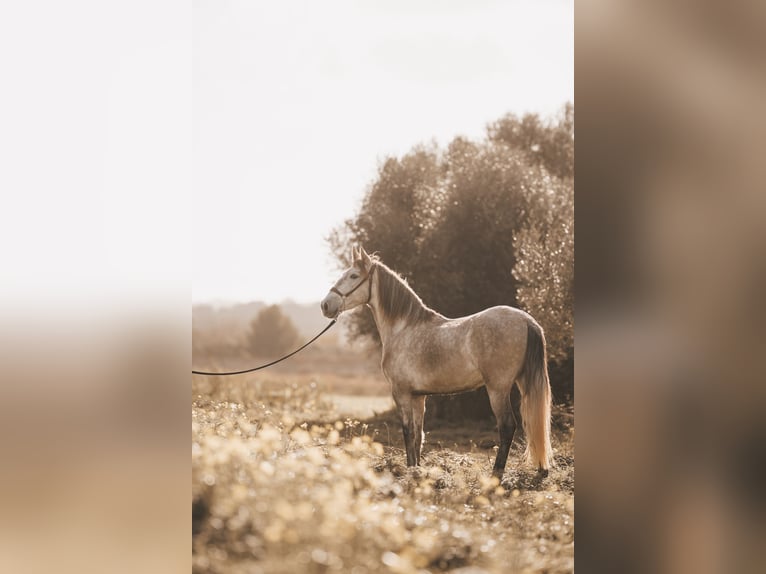 PRE Giumenta 4 Anni 162 cm Grigio in Felanitx