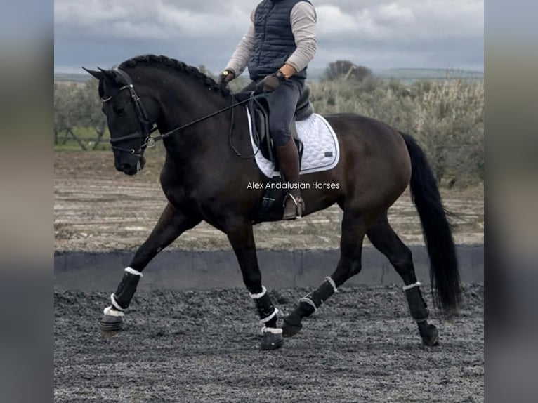 PRE Mix Giumenta 4 Anni 162 cm Morello in Sevilla