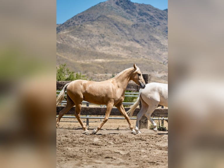 PRE Giumenta 4 Anni 162 cm Palomino in Sorbas