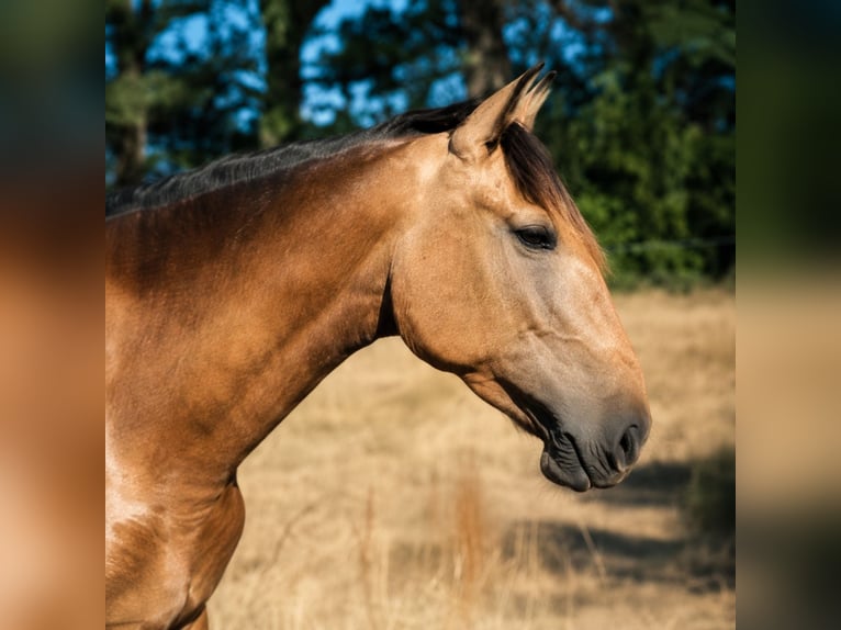 PRE Giumenta 4 Anni 162 cm Pelle di daino in Loye sur Arnon