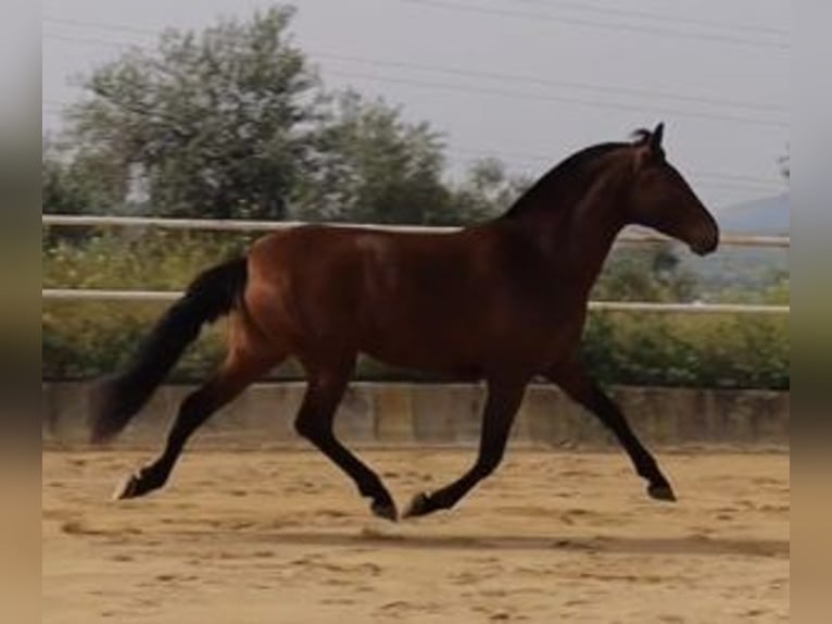 PRE Mix Giumenta 4 Anni 163 cm Baio ciliegia in MADRID