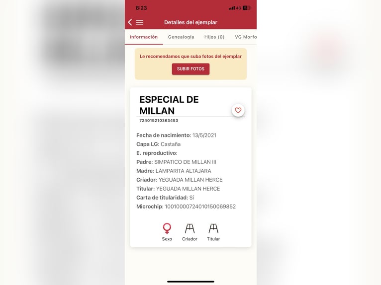PRE Giumenta 4 Anni 163 cm Baio scuro in Fuentes De Andalucia