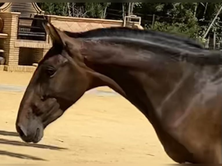 PRE Giumenta 4 Anni 163 cm Baio scuro in Fuentes De Andalucia