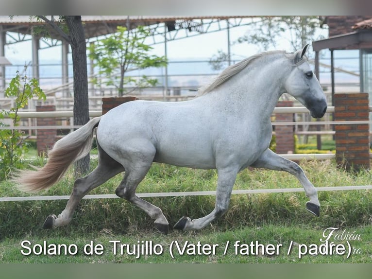 PRE Giumenta 4 Anni 163 cm Grigio in Provinz Malaga