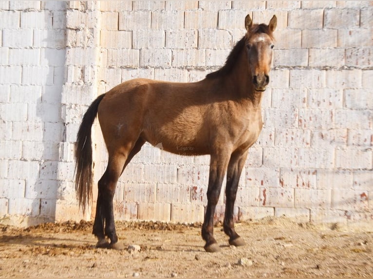 PRE Giumenta 4 Anni 163 cm Grigio in Provinz Malaga