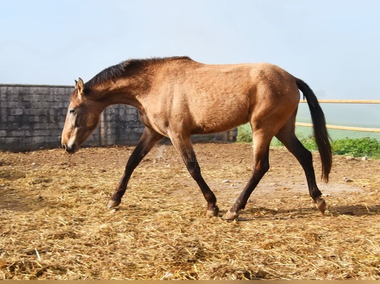 PRE Giumenta 4 Anni 163 cm Grigio in Provinz Malaga