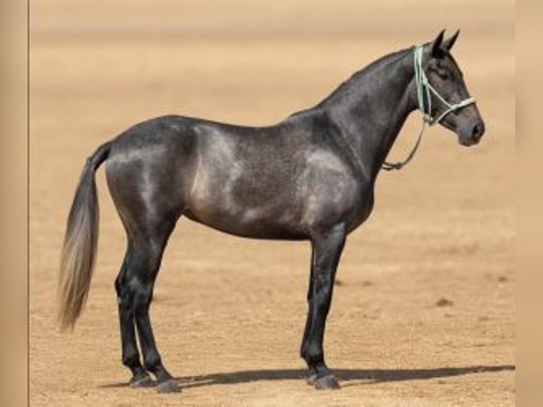 PRE Mix Giumenta 4 Anni 163 cm Grigio in Sevilla