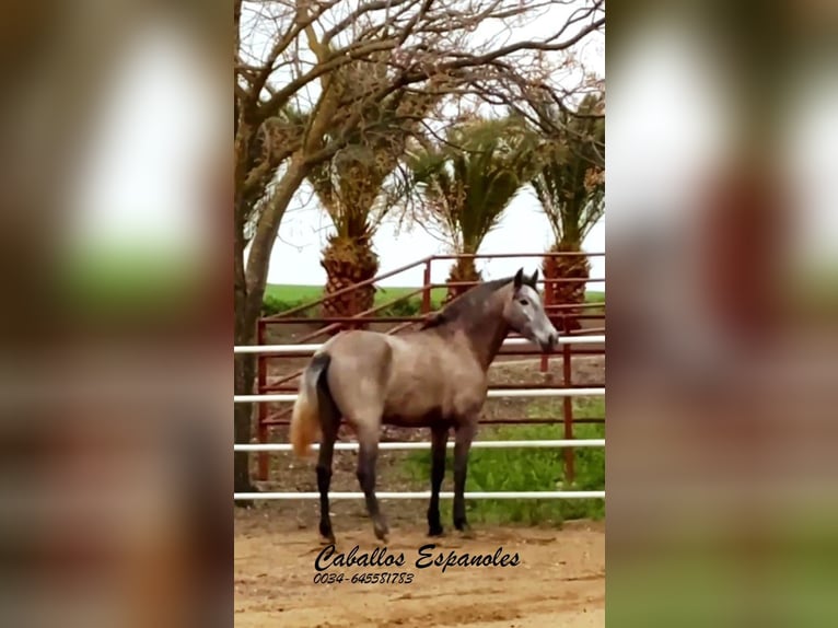 PRE Giumenta 4 Anni 163 cm Grigio in Schimmel