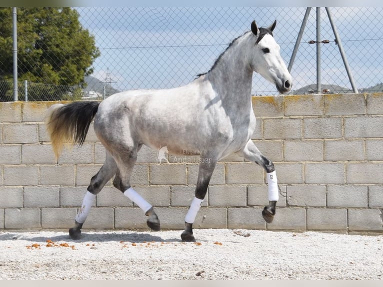 PRE Giumenta 4 Anni 163 cm Grigio in Provinz Granada