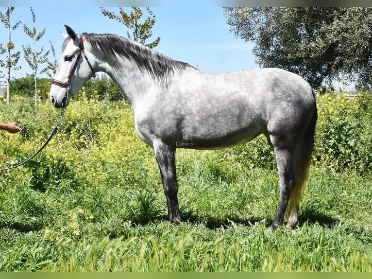PRE Giumenta 4 Anni 163 cm Grigio in Provinz Granada