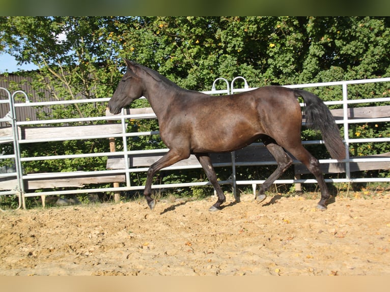 PRE Mix Giumenta 4 Anni 163 cm Morello in Kirn