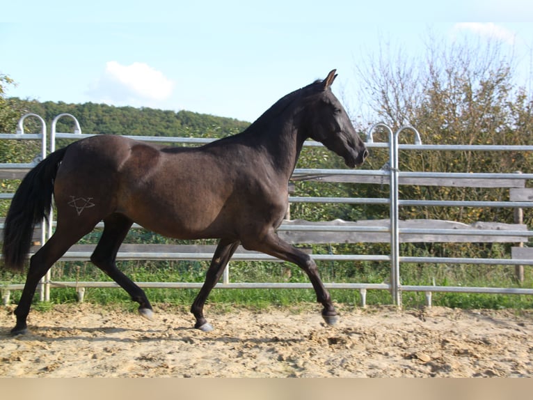 PRE Mix Giumenta 4 Anni 163 cm Morello in Kirn