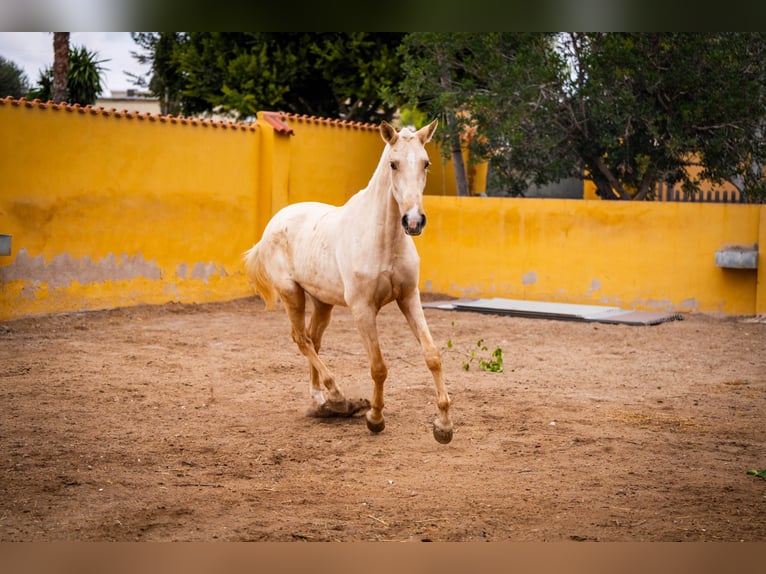 PRE Mix Giumenta 4 Anni 163 cm Palomino in Valencia