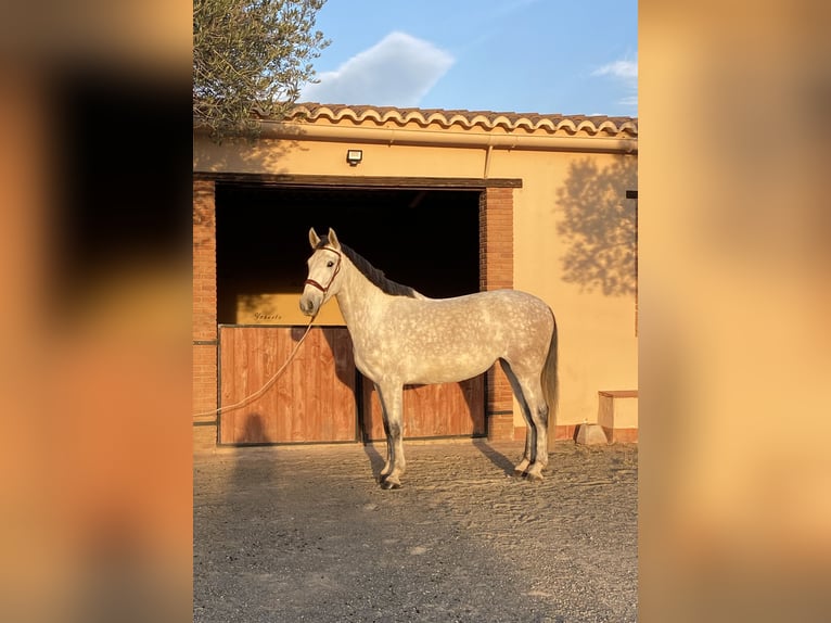 PRE Giumenta 4 Anni 164 cm Grigio in Montbrio Del Camp