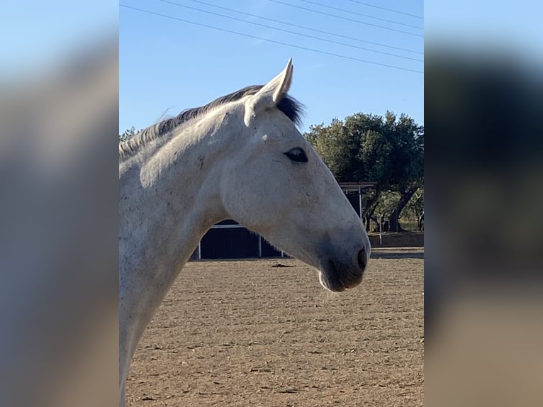 PRE Giumenta 4 Anni 164 cm Grigio in Montbrio Del Camp