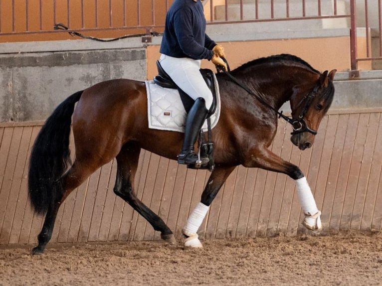 PRE Mix Giumenta 4 Anni 165 cm Baio in Navas Del Madroño