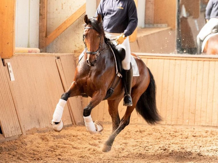 PRE Mix Giumenta 4 Anni 165 cm Baio in Navas Del Madroño